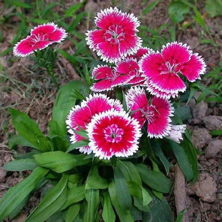 大量供应地被石竹售卖地被石竹地被石竹价格咨询潍高