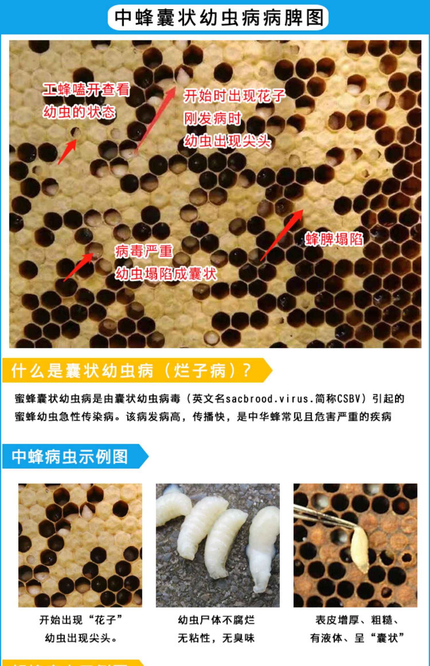 中囊中蜂囊状幼虫烂子病用药一号蜂药500ml养蜂专用工具