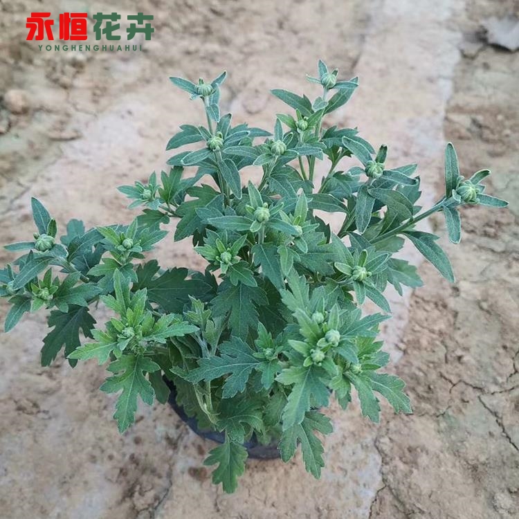 千头菊千头菊小苗大量供应品质佳