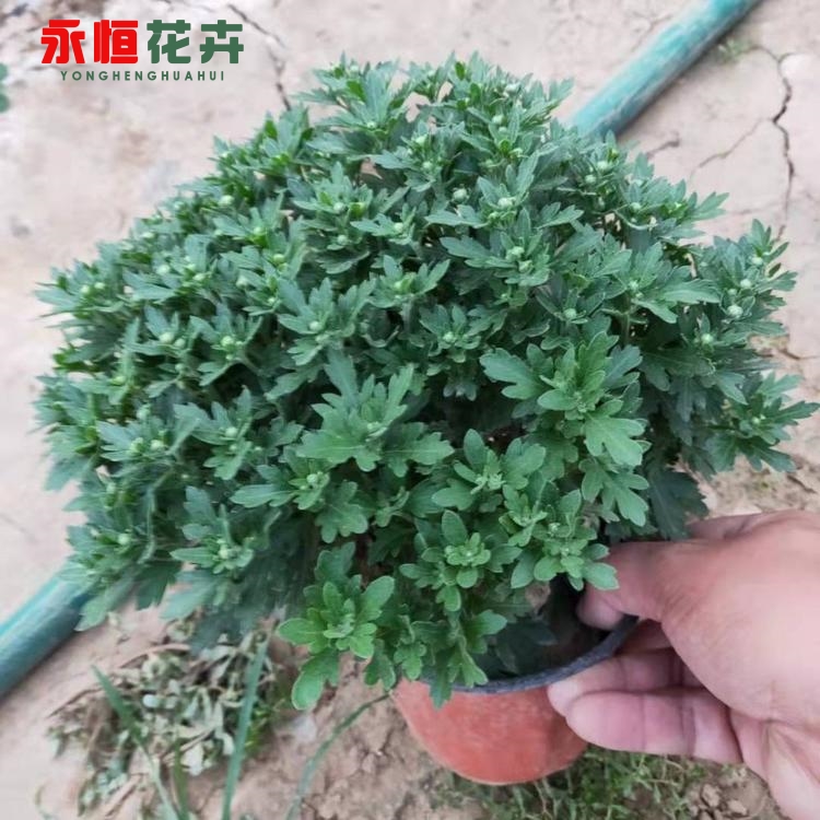 千头菊批发 千头菊小苗 永恒花卉