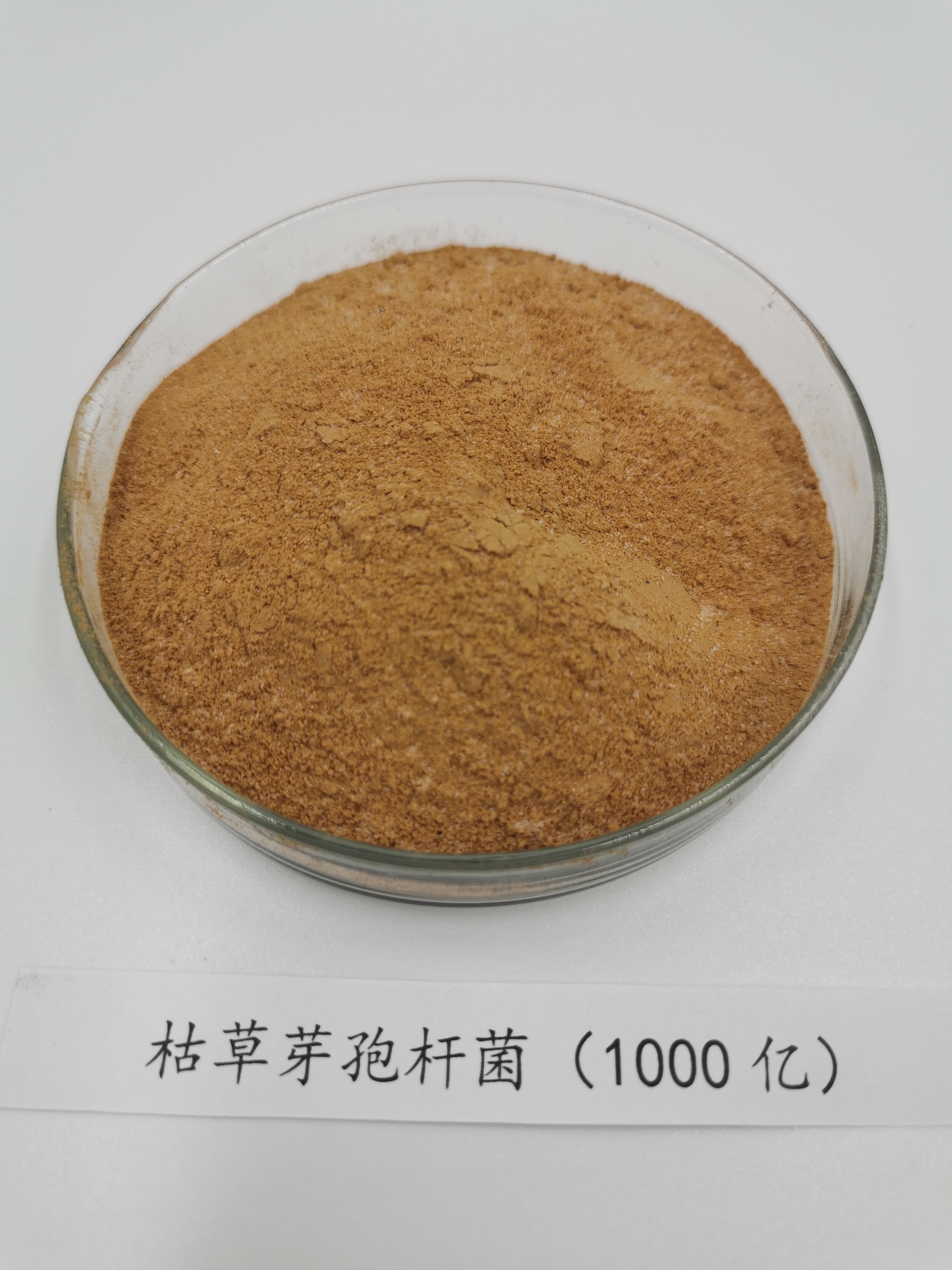 枯草生根芽孢杆菌