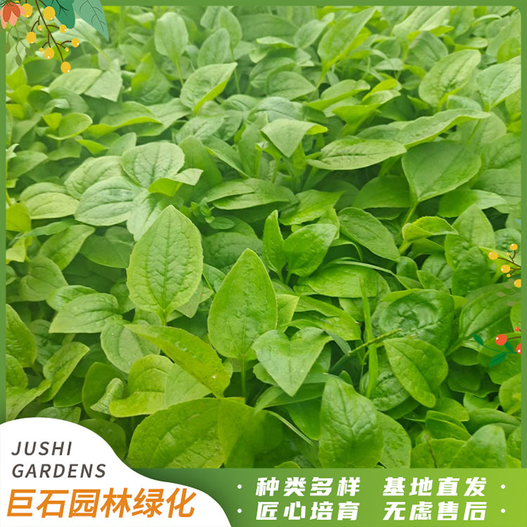 松果菊小苗批发松果菊盆栽基地直供