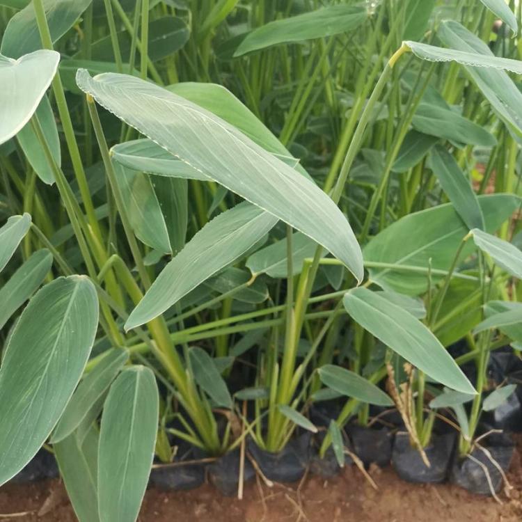 再力花批发水生植物再力花杯苗挺水植物再力花