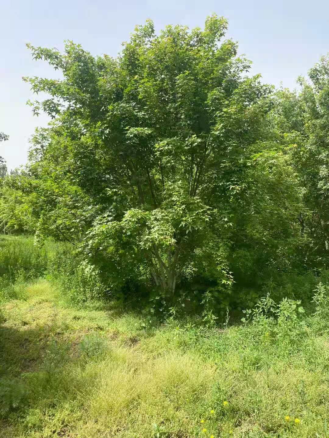 五角枫基地冠幅4米以上丛生五角枫繁育基地