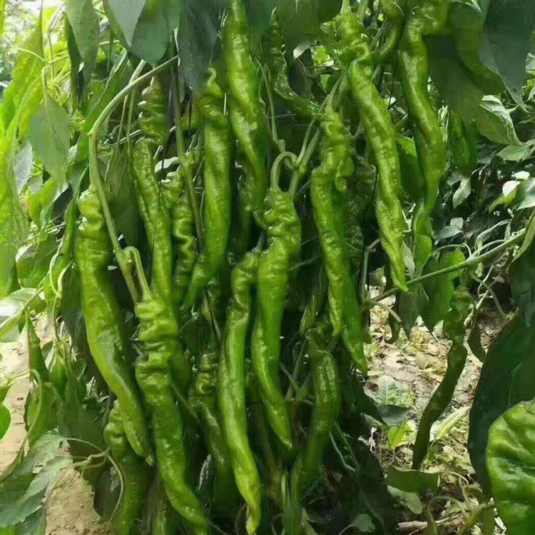 螺丝椒苗陇椒苗螺丝辣椒苗