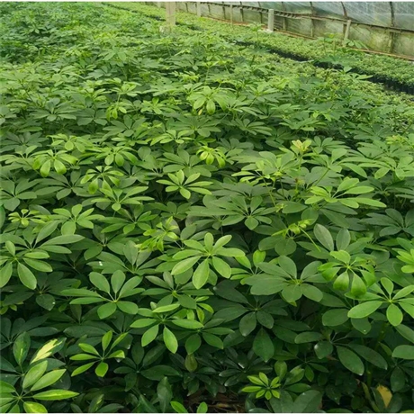 常年供应鸭脚木贵州澳洲鸭脚木地被色块工程苗绿篱苗