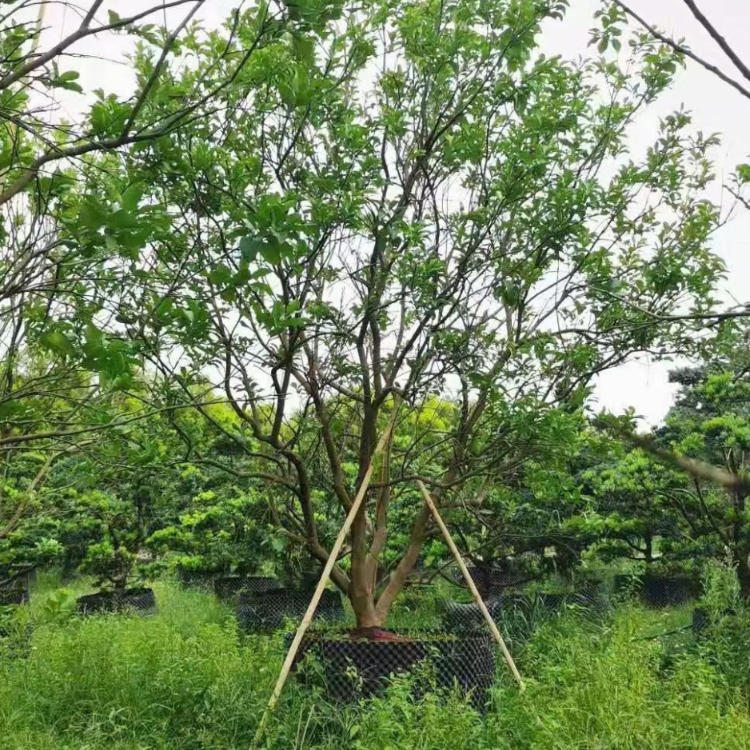 柚子樹價格 香泡樹 句容香泡 沭陽香泡樹 水果綠化苗