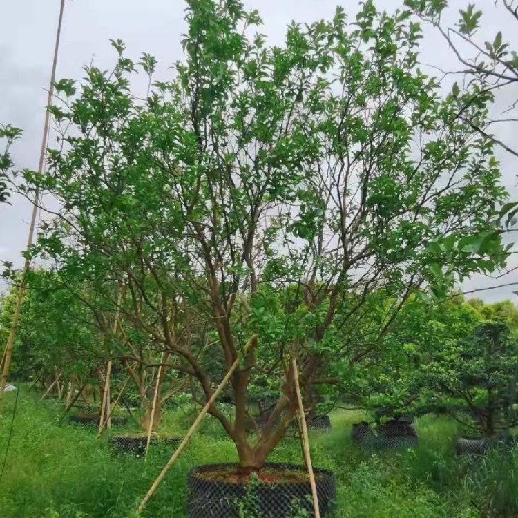 香泡樹價格 芒果樹 楊梅樹 樹葡萄 柚子樹 綠化樹種植基地