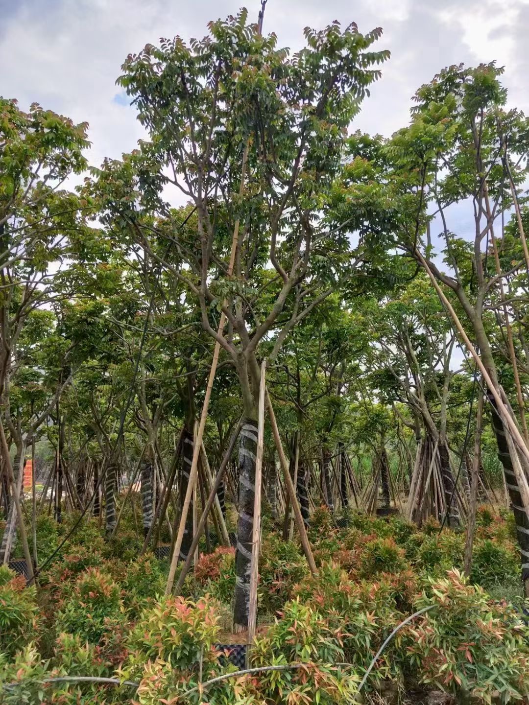 广西麻楝树报价基地供应工程植物苗