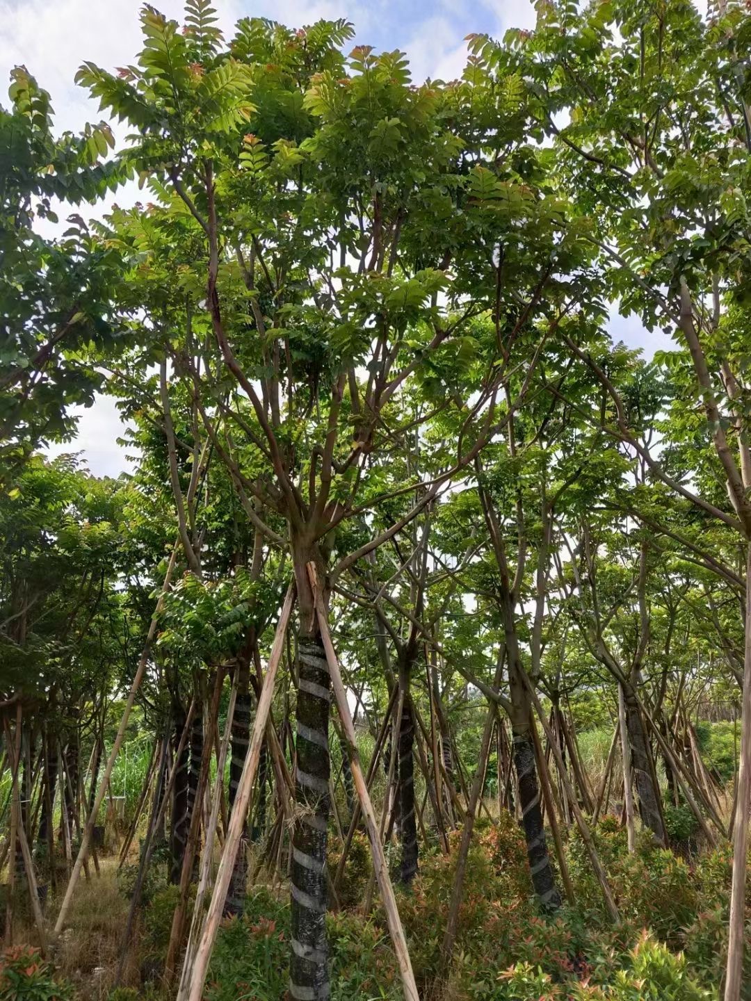 麻楝紅車沭陽麻楝價格句容麻楝樹