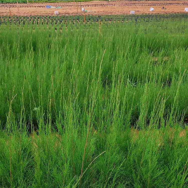 批发木麻黄苗 湖北木麻黄工程苗 庭院观叶植物 质优价廉