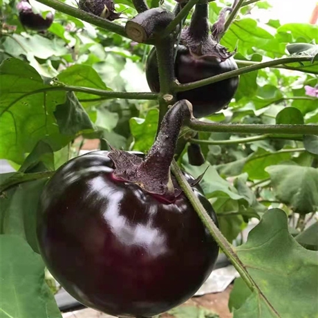 太原圆茄种苗黑宝茄子苗基地