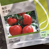 大红番茄种苗 西红柿苗场 齐达利番茄苗