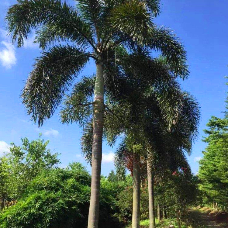 狐尾椰子容器苗河南狐尾椰子地栽苗