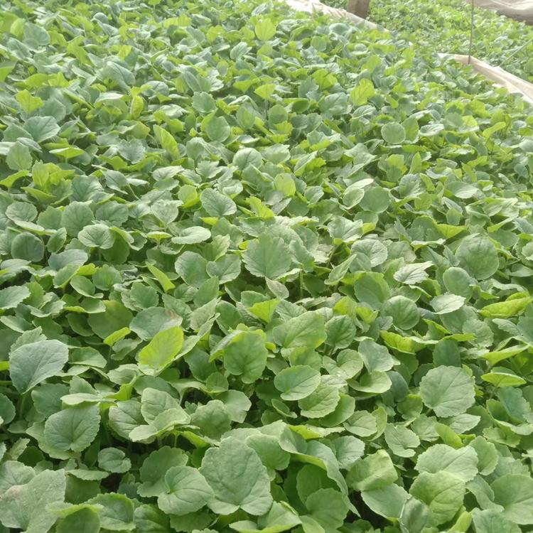 二月兰春天开花的二月兰杯苗云泽出售二月兰批发价格种子种苗