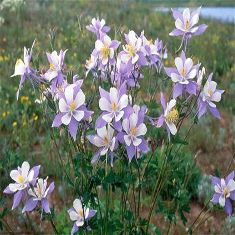 耬鬥菜杯苗 花海種苗耬鬥菜批發 宿根花卉基地雲澤花卉