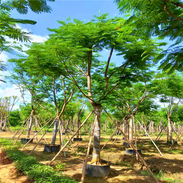 常年供应凤凰木 福建精品凤凰木苗 质量放心可靠