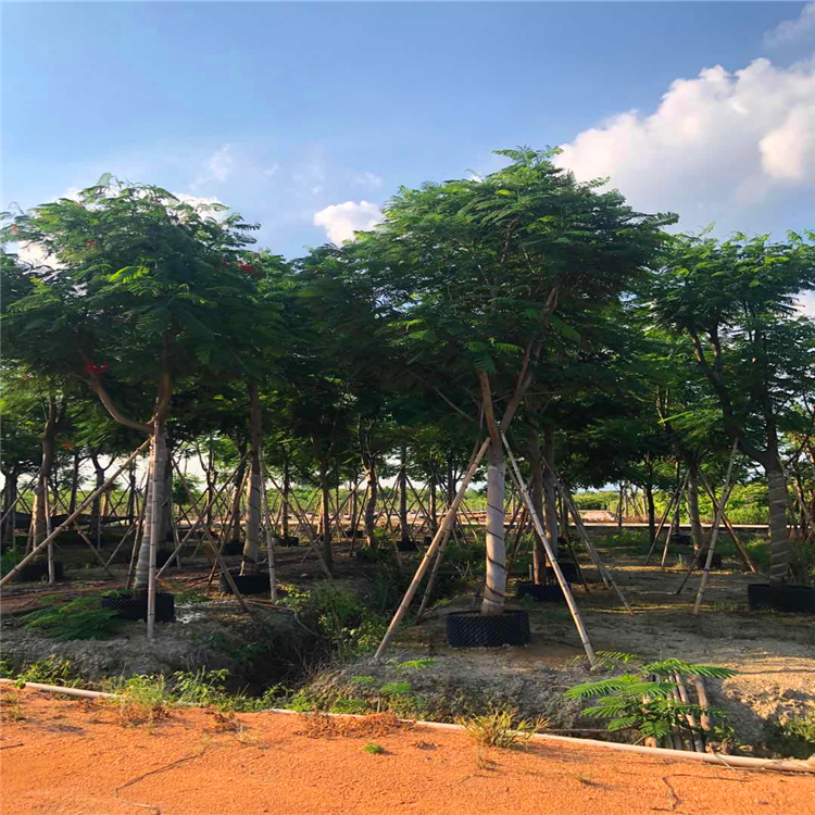 凤凰木种植基地 浙江全冠凤凰木 此信息长期有效