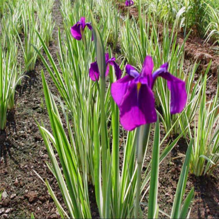 出售水生植物花叶玉蝉花可水培土栽庭院盆栽花镜花坛配植
