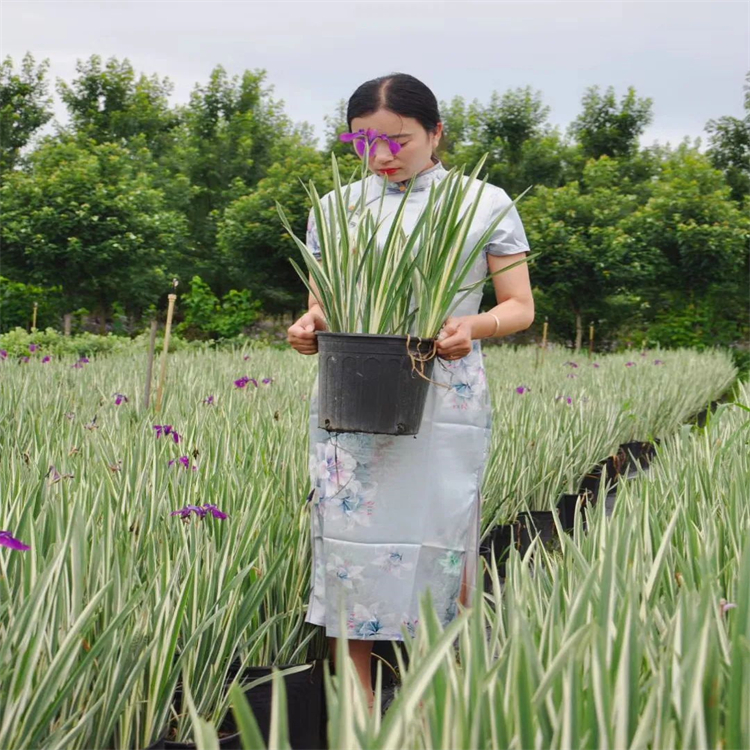 出售水生植物花叶玉蝉花可水培土栽庭院盆栽花镜花坛配植