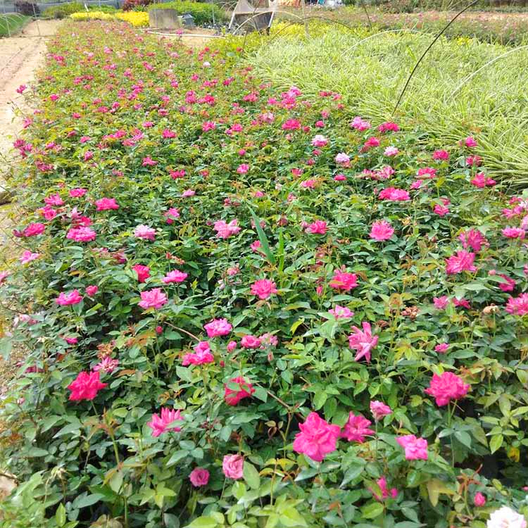 工程绿化地被月季 河北多色月季苗 图片仅供参考