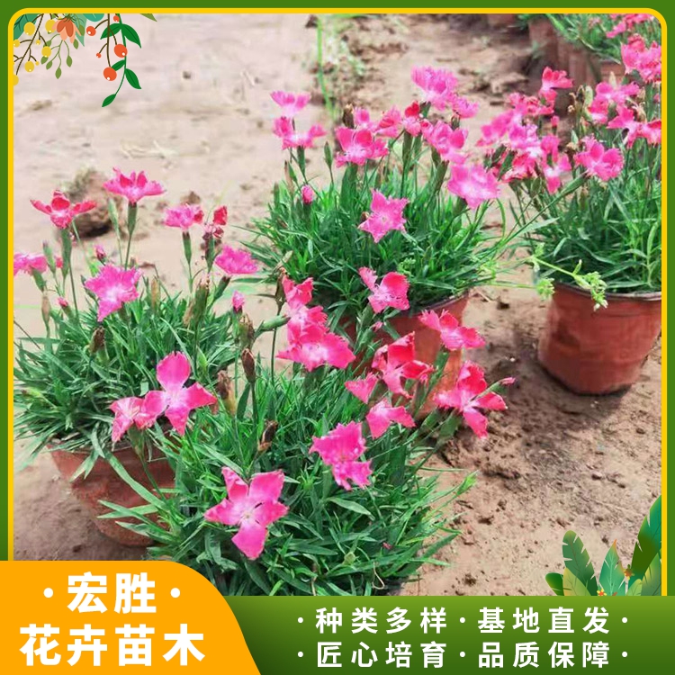 舞春花基地宏胜舞春花小苗好养易活