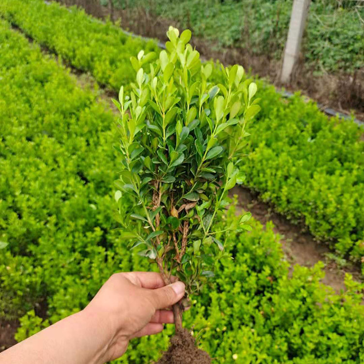 宏胜小叶黄杨栽植绿篱小叶黄杨基地出售