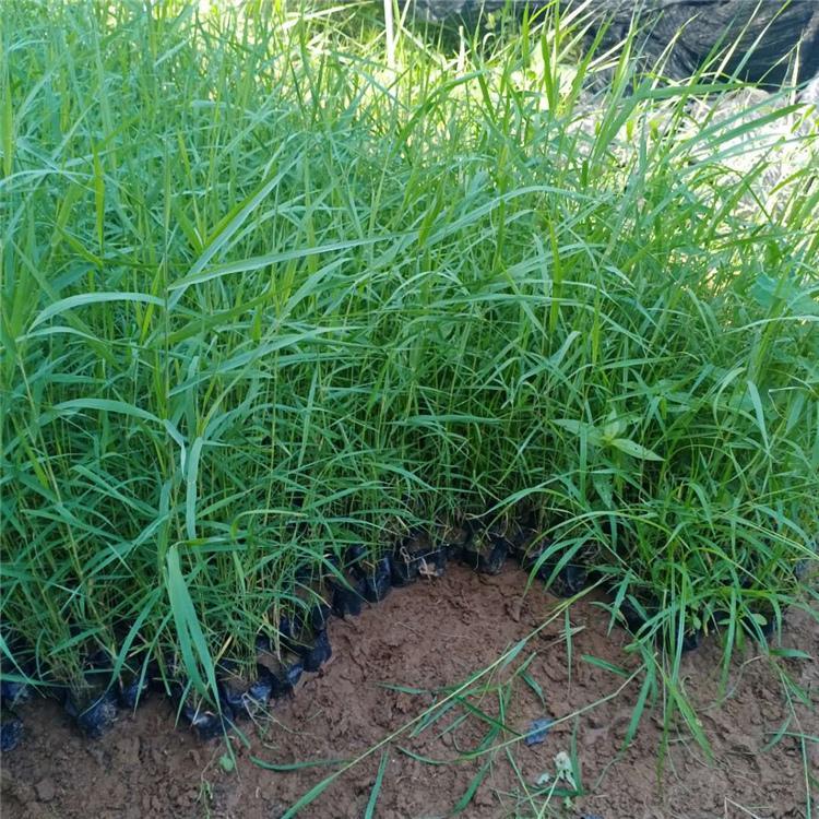 芦苇批发 云泽芦苇基地 批售芦苇杯苗 芦苇价格合理农户价
