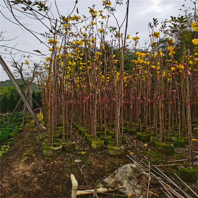 黄花风铃木绿化苗 贵州丛生黄花风铃木 可全国发货 欢迎咨询