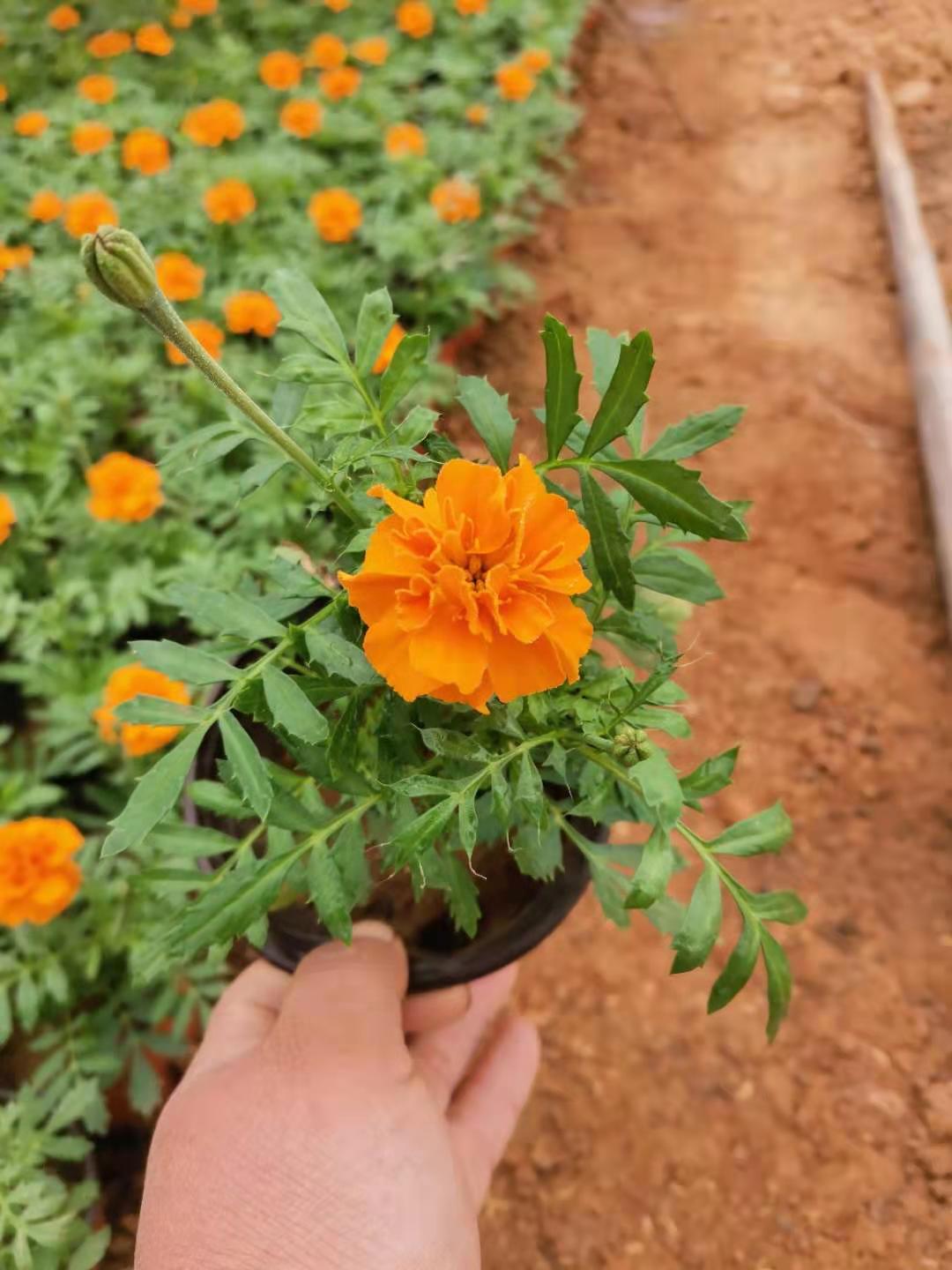 孔雀草出售 孔雀草绿化苗 孔雀草基地发货