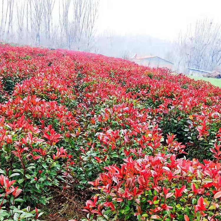 山東紅葉石楠球批發冠幅08米2米工程球