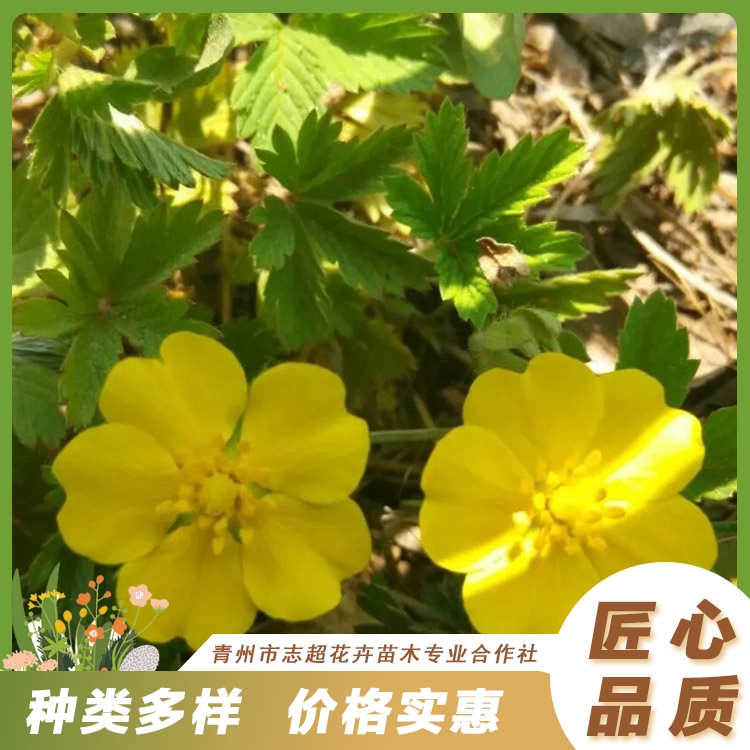 委陵菜栽培志超花卉三葉委陵菜供應商