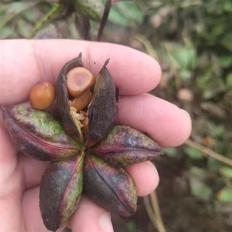 白芍種苗種植時(shí)間