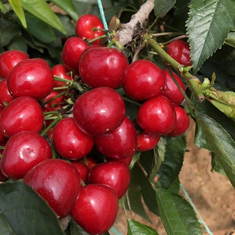 乌克兰大樱桃树苗批发两年生岱红大樱桃车厘子樱桃树苗