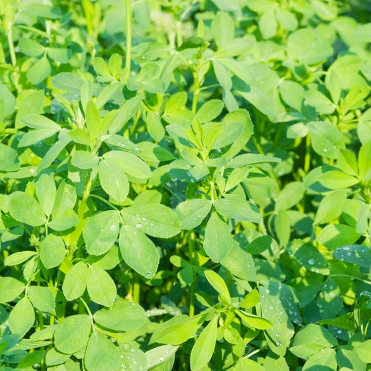 大叶紫花苜蓿种子多年生苜蓿草种子厂家