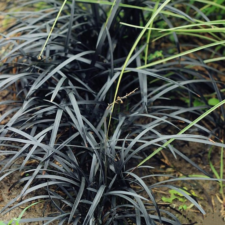 黑麦冬草园林小区绿化观赏草叶色奇特四季常绿黑色沿阶草