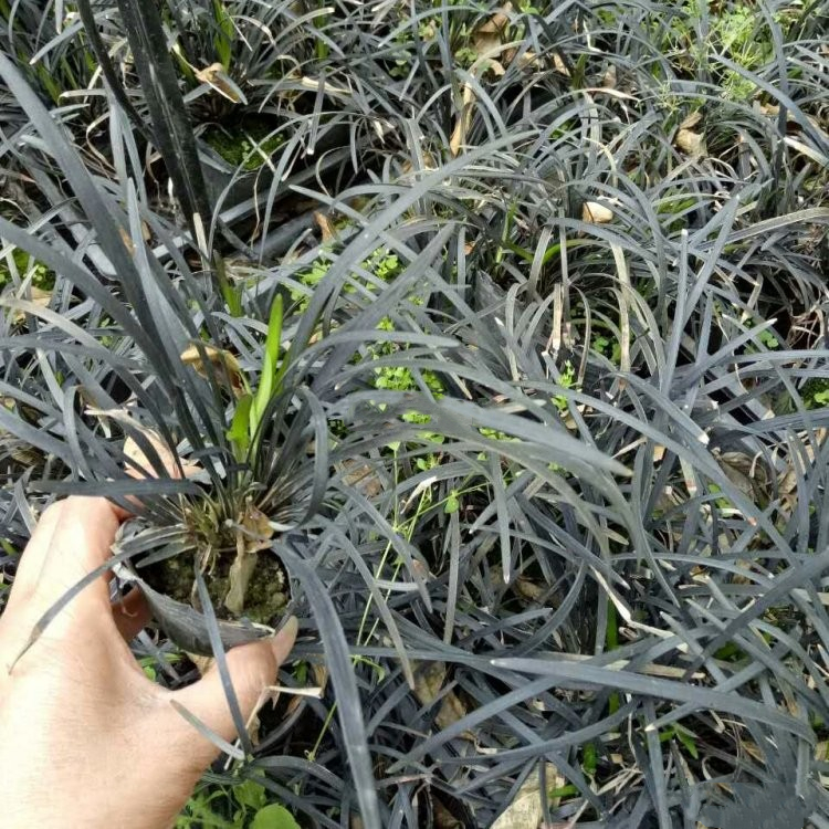 黑麦冬草园林小区绿化观赏草叶色奇特四季常绿黑色沿阶草