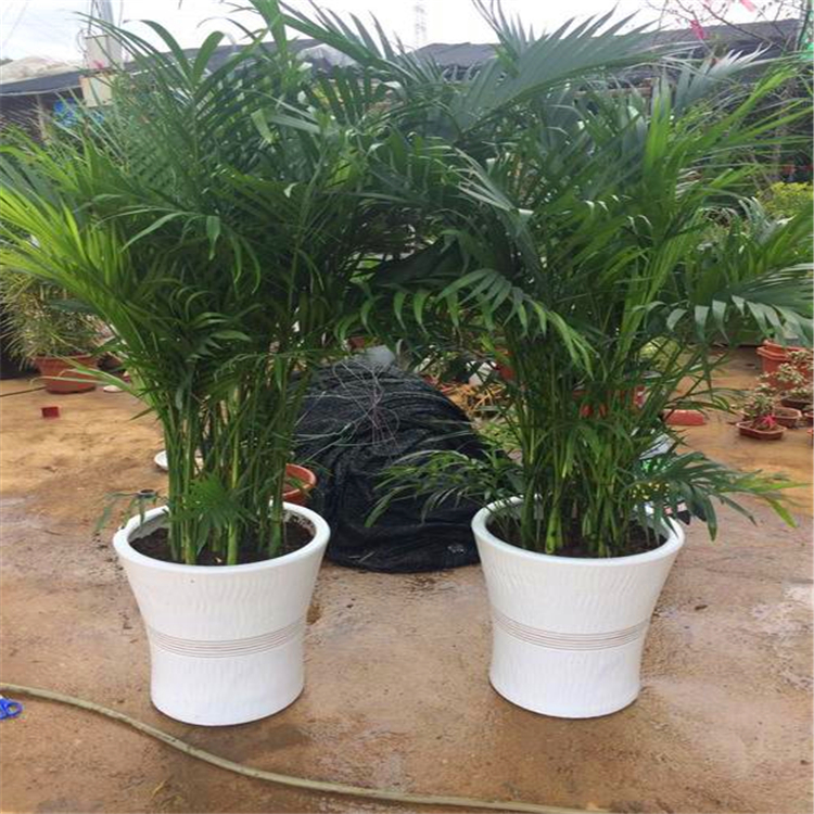 出售散尾葵小苗 重庆精品散尾葵苗 货源充足 欢迎来电咨询