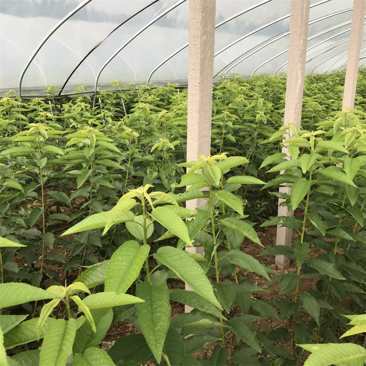 2公分科迪亚樱桃苗价格 科迪亚樱桃苗种基地 吉塞拉樱桃苗