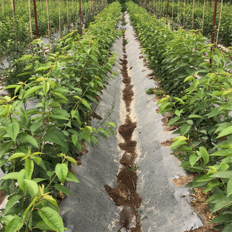 龙泽苗木科迪亚樱桃苗基地 保品种 成活率高  3公分科迪亚樱桃苗批发