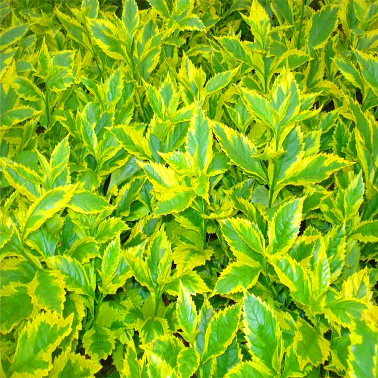 金边假连翘批发江西金边假连翘容器苗市政园林绿化色块用苗