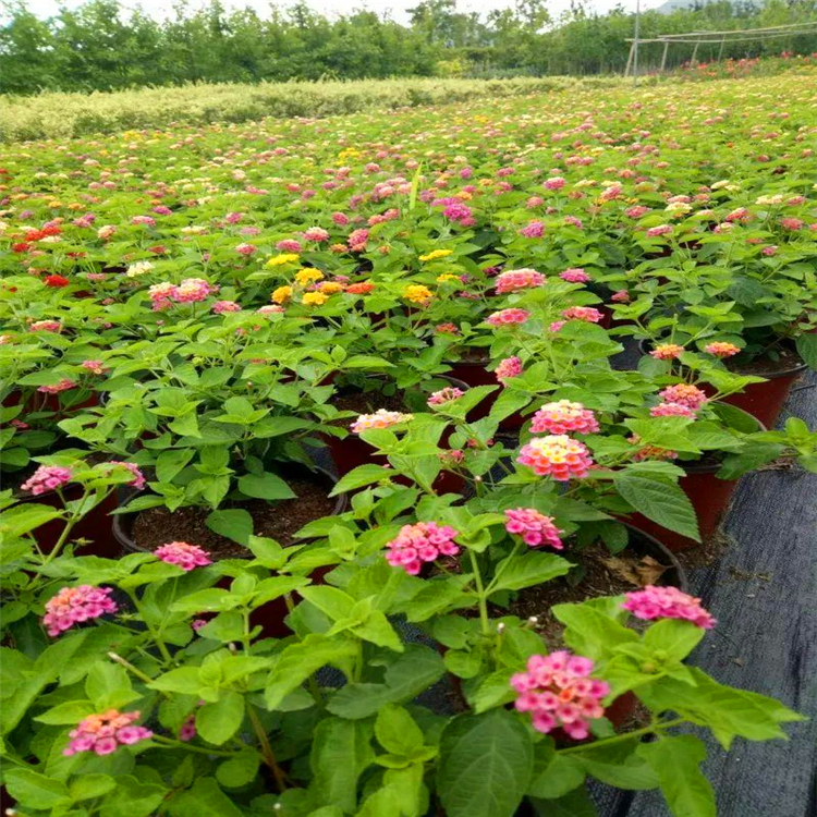 批发五色梅苗 安徽五色梅报价 四季花卉 绿化花海工程