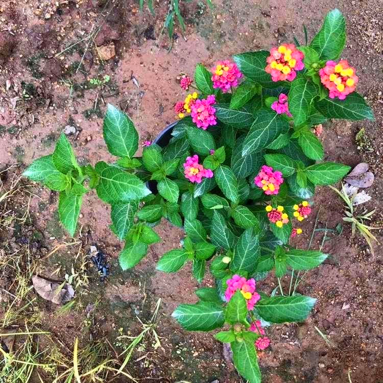 五色梅培育基地内蒙古五色梅报价园区绿化植物