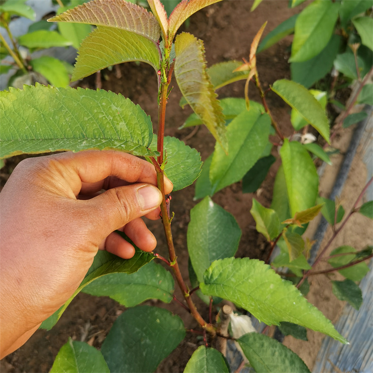 2公分科迪亚樱桃苗几年结果 龙泽苗木 2公分科迪亚樱桃树苗报价