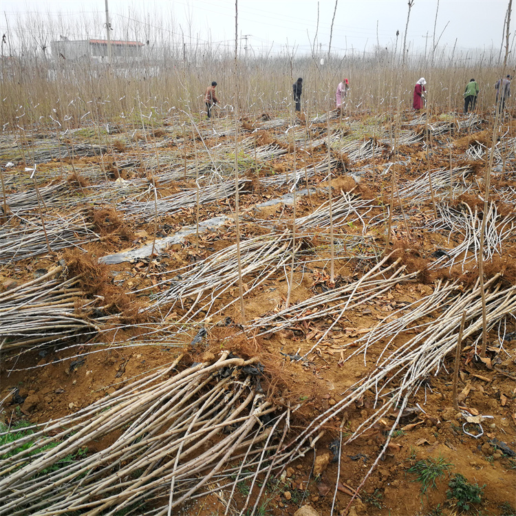 原产地供应辉煌樱桃苗 矮化樱桃苗 吉塞拉6号樱桃苗 量大 价格低 品种