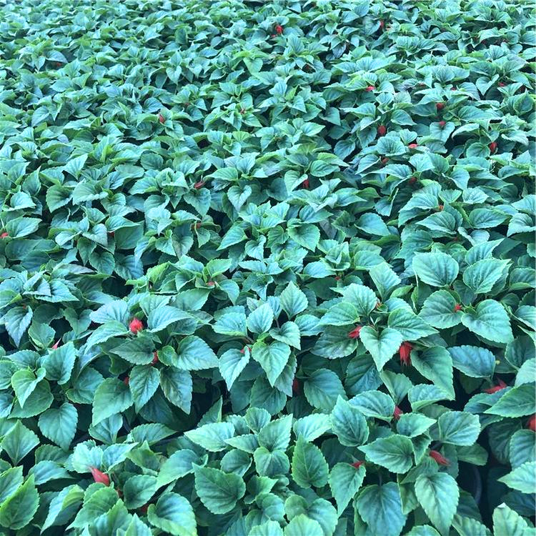 精品一串红盆苗浙江一串红小苗袋苗各种地被植物量大价优