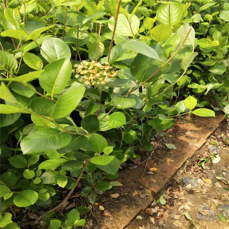 沈阳黑果花楸杯苗黑果腺肋花楸货源地小区绿化用苗