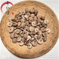 中药材蜗牛-蜗牛的药用价值
