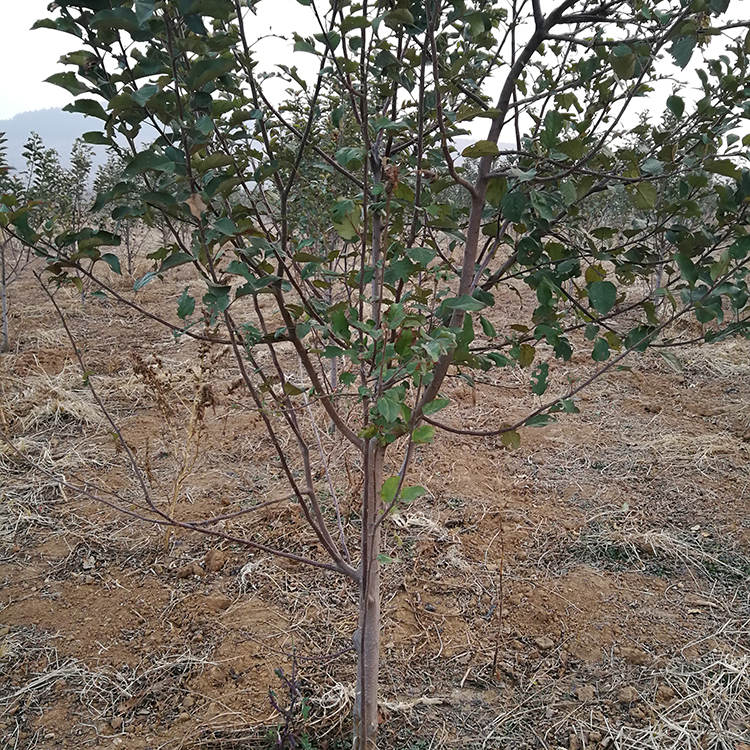 秦脆蘋果苗品種表現山東蘋果苗基地易成活易管理蘋果樹苗