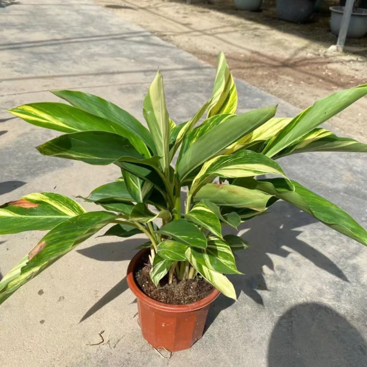 灌木基地报价花叶良姜花叶艳山姜海南花叶良姜价格